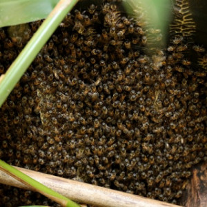 Bee Pest Control Cambridge