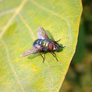 Pest control flies