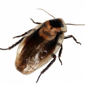 Cockroach Pest Control Cambridge