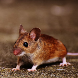 Mice Pest Control Cambridge