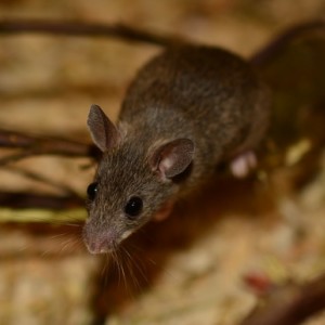 Mouse Pest Control Cambridge