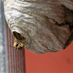 Wasp Nest Removal Cambridge