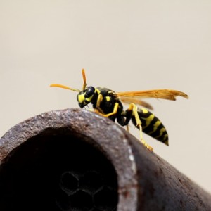 Hornets & Wasp Nest Removal Cambridge