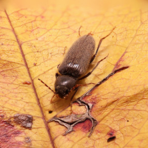 Woodworm Treatment for Beetles