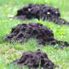 Why Are Moles Pests?