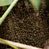 Bee Swarm Cambridge
