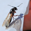 Pest control for ants cambridge