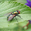 Pest control for flies cambridge