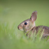 Rabbit Pest Control Methods