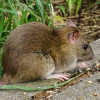 Rat Pest Control Cambridge