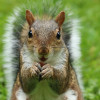 Squirrel Pest Control Cambridge