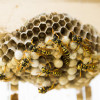 Wasp Nest Removal Braintree